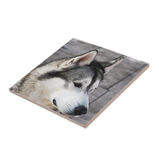 Malamute Photo Tile Tegeltje (Zijkant)