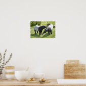 Malayaanse tapirs op gras poster (Keuken)