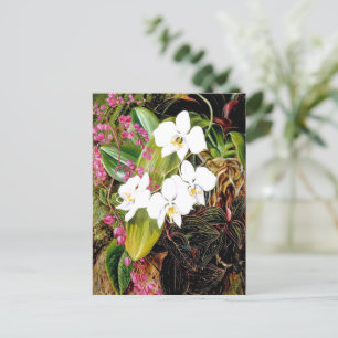 Malayan Moth Orchid en een Amerikaanse klimmer Briefkaart