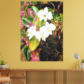 Malayan Moth Orchid en een Amerikaanse klimmer Canvas Afdruk (Insitu (Woonkamer))