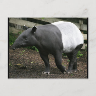 Malayan Tapir Briefkaart