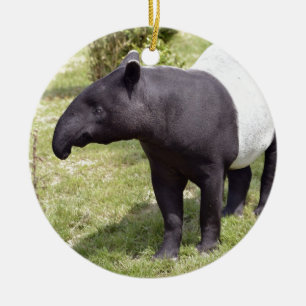 Malayan tapir op gras keramisch ornament