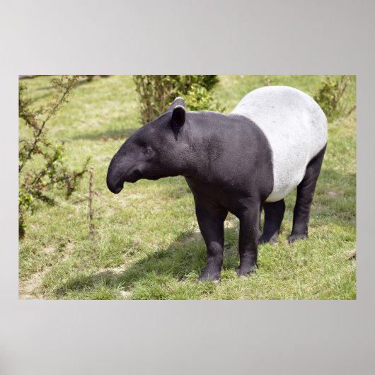 Malayan tapir op gras poster (Voorkant)