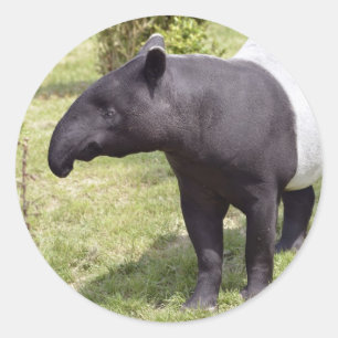 Malayan tapir op gras ronde sticker