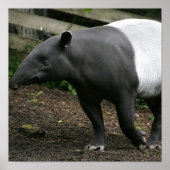 Malayan Tapir Poster (Voorkant)