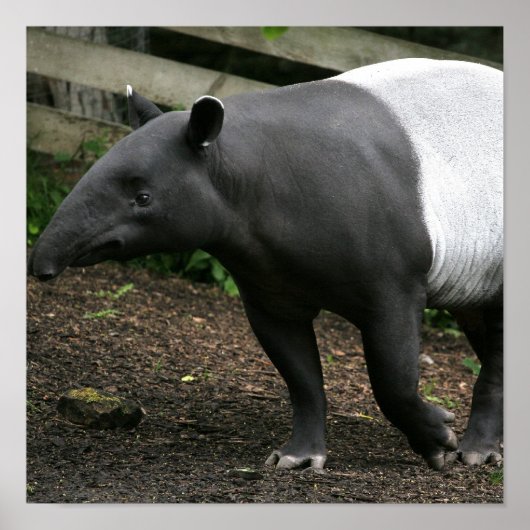 Malayan Tapir Poster (Voorkant)