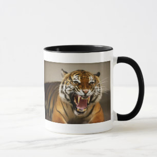 Malayan Tiger #2 mok