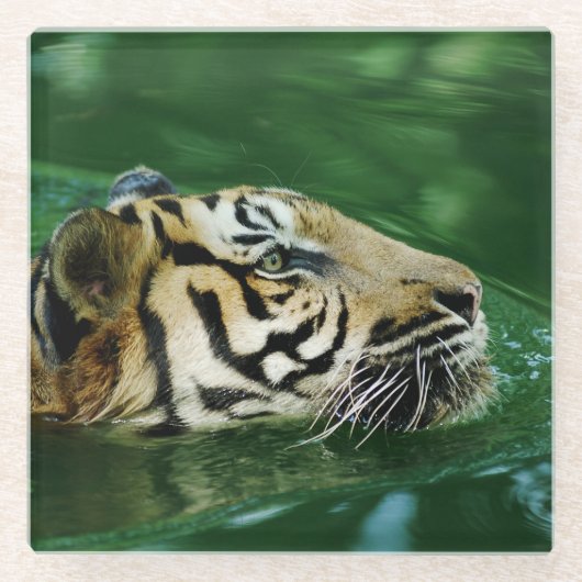 Malayan Tiger Face Swimming Glazen Onderzetter (Voorkant)