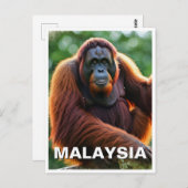 Malaysia Orangutan Briefkaart (Voorkant / Achterkant)