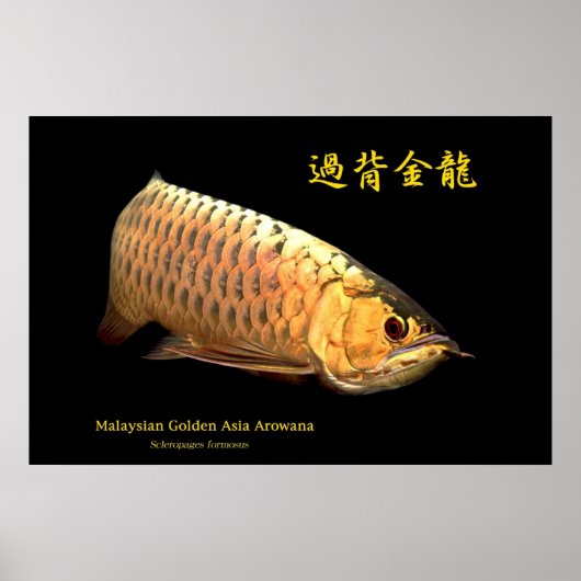 Malaysian Golden Arowana Poster (Voorkant)