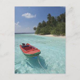 Maldiven, mannetjesatoen, Kuda Bandos Island Briefkaart