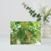 MALDIVES BRIEFKAART (Staand voorkant)