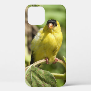 Male American Goldfinch iPhone 12 Hoesje