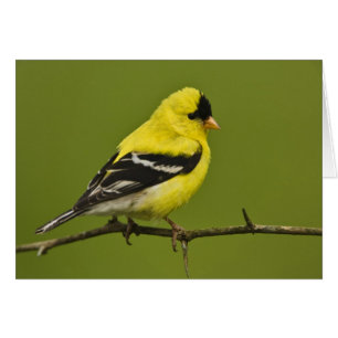 Male American Goldfinch in fokprogramma's,