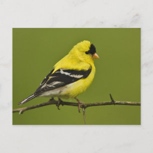 Male American Goldfinch in fokprogramma's, Briefkaart
