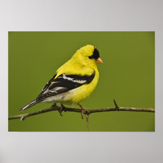 Male American Goldfinch in fokprogramma's, Poster (Voorkant)