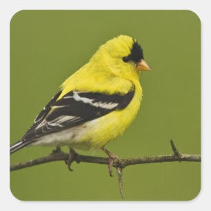 Male American Goldfinch in fokprogramma's, Vierkante Sticker