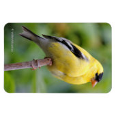 Male American Goldfinch op de Bamboe Magneet (Horizontaal)