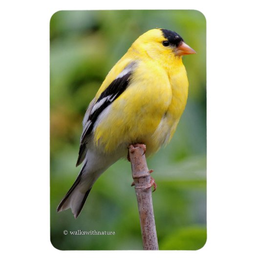 Male American Goldfinch op de Bamboe Magneet (Verticaal)