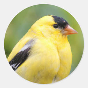 Male American Goldfinch op de Bamboe Ronde Sticker
