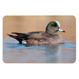Male American Wigeon Magneet
