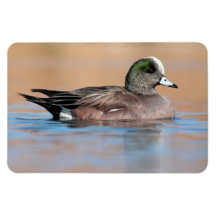 Male American Wigeon Magneet