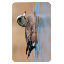 Male American Wigeon
