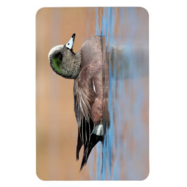 Male American Wigeon Magneet