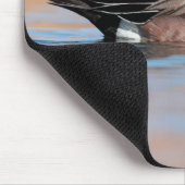 Male American Wigeon Muismat (Hoek)