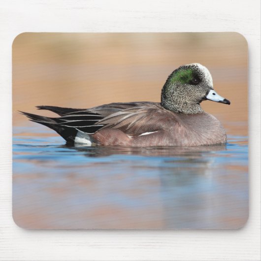 Male American Wigeon Muismat (Voorkant)