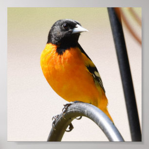 Male Baltimore Oriole Poster