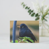 Male Blackbird Briefkaart (Staand voorkant)