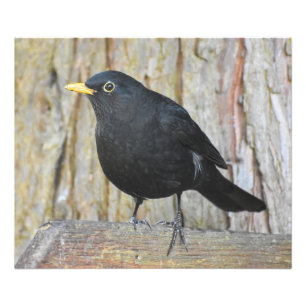 Male Blackbird Foto Afdruk