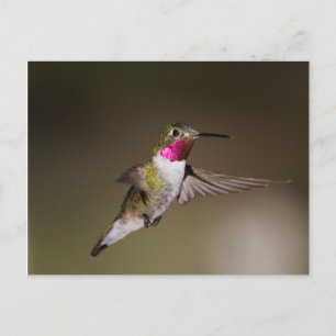 Male Broad - staartkolibrie Briefkaart
