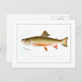 Male Brook Trout Briefkaart (Voorkant / Achterkant)