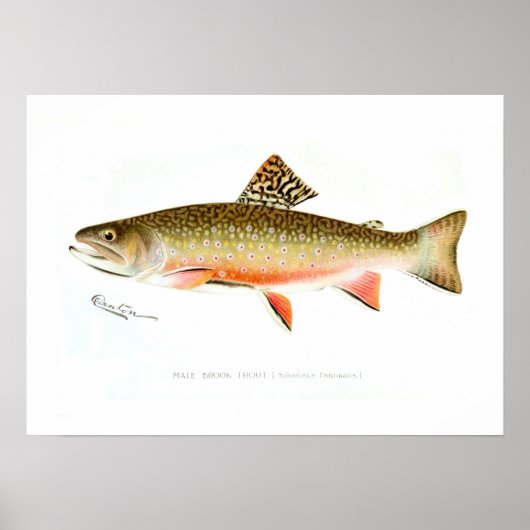 Male Brook Trout Poster (Voorkant)