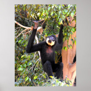 Male Buff kekte gibbon Poster