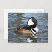 Male Bufflehead Briefkaart (Voorkant / Achterkant)
