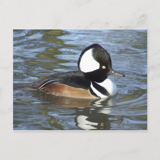 Male Bufflehead Briefkaart (Voorkant)