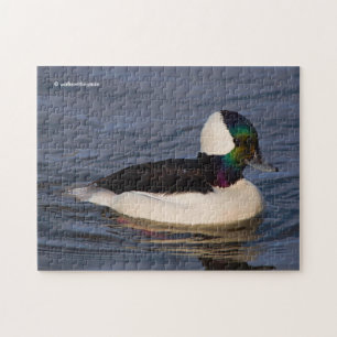 Male Bufflehead Duck in the Aftermiddag Sun Legpuzzel