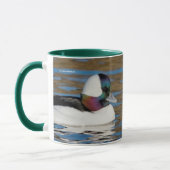 Male Bufflehead Duck in the Aftermiddag Sun Mok (Links)