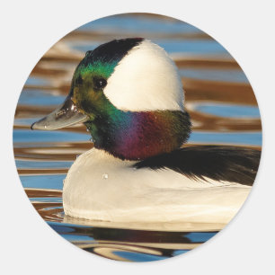 Male Bufflehead Duck in the Aftermiddag Sun Ronde Sticker