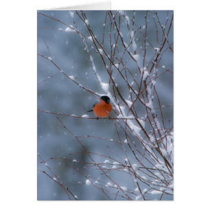Male Bullfinch in de sneeuwkaart