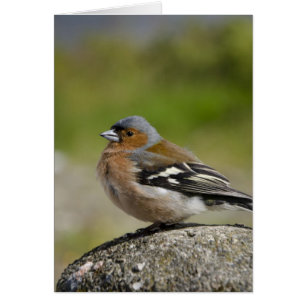 Male Chaffinch (WILD: Fringilla coelebs)