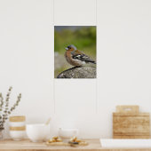 Male Chaffinch (WILD: Fringilla coelebs) Poster (Keuken)
