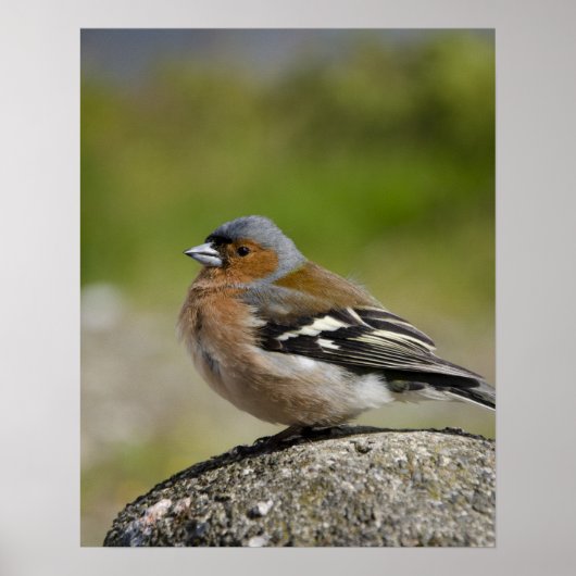 Male Chaffinch (WILD: Fringilla coelebs) Poster (Voorkant)