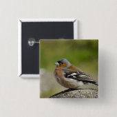 Male Chaffinch (WILD: Fringilla coelebs) Vierkante Button 5,1 Cm (Voorkant /achterkant)