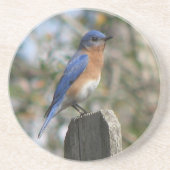 Male Eastern Bluebird Zandsteen Onderzetter (Voorkant)