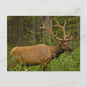 Male Elk Nationaal Park Banff, Alberta, Canada Briefkaart