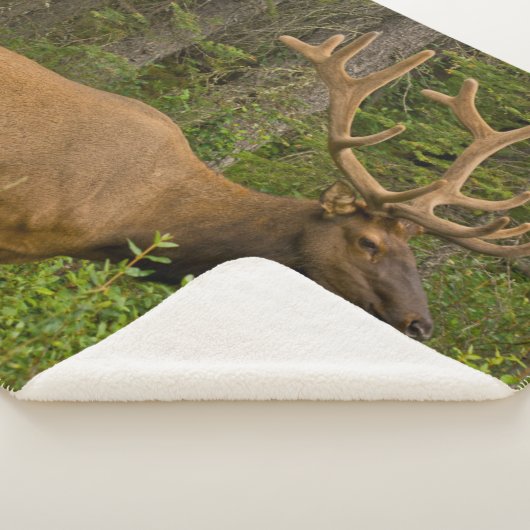 Male Elk | Nationaal Park Banff, Alberta, Canada Sherpa Deken (3/4)